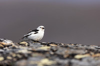 Snow Bunting, Mount Ailikas, Finland, June 2025