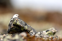 Snow Bunting, Mount Ailikas, Finland, June 2025