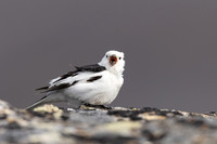 Snow Bunting, Mount Ailikas, Finland, June 2025