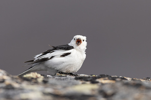 Snow Bunting, Mount Ailikas, Finland, June 2025