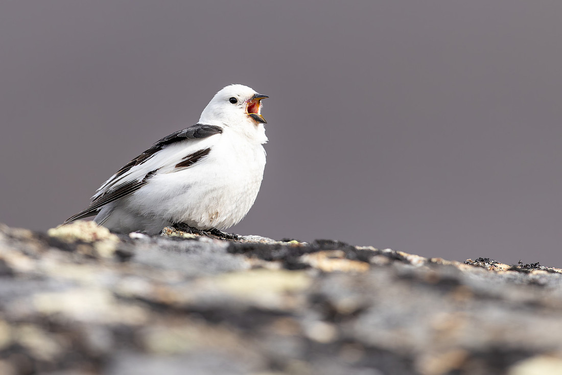 Snow Bunting, Mount Ailikas, Finland, June 2025