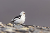 Snow Bunting, Mount Ailikas, Finland, June 2025