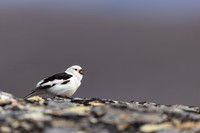 Snow Bunting, Mount Ailikas, Finland, June 2025