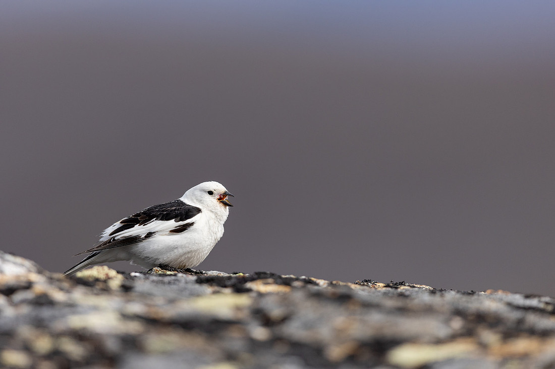 Snow Bunting, Mount Ailikas, Finland, June 2025