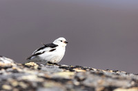 Snow Bunting, Mount Ailikas, Finland, June 2025
