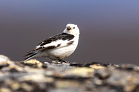 Snow Bunting, Mount Ailikas, Finland, June 2025