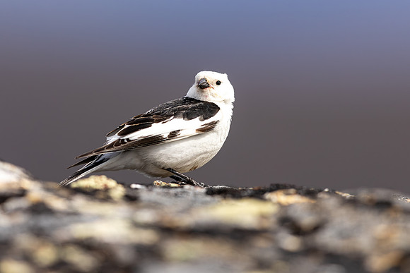 Snow Bunting, Mount Ailikas, Finland, June 2025
