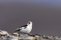 Snow Bunting, Mount Ailikas, Finland, June 2025