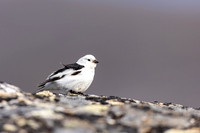 Snow Bunting, Mount Ailikas, Finland, June 2025