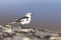 Snow Bunting, Mount Ailikas, Finland, June 2025