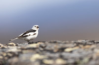 Snow Bunting, Mount Ailikas, Finland, June 2025