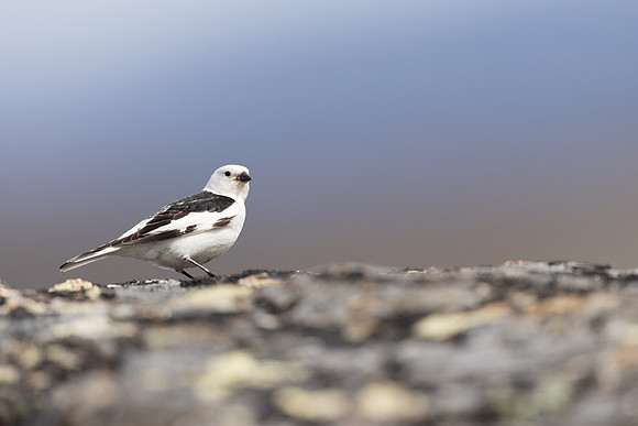 Snow Bunting, Mount Ailikas, Finland, June 2025