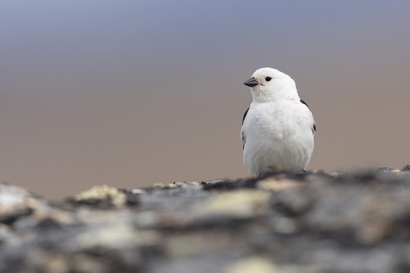 Snow Bunting, Mount Ailikas, Finland, June 2025