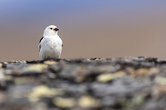 Snow Bunting, Mount Ailikas, Finland, June 2025