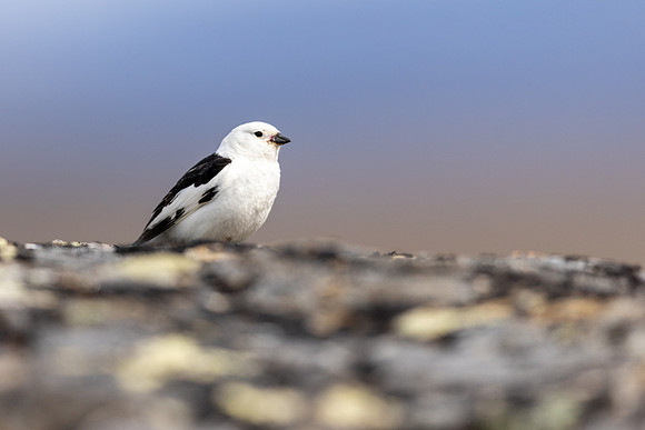Snow Bunting, Mount Ailikas, Finland, June 2025
