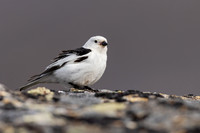 Snow Bunting, Mount Ailikas, Finland, June 2025