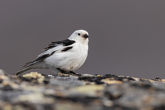 Snow Bunting, Mount Ailikas, Finland, June 2025