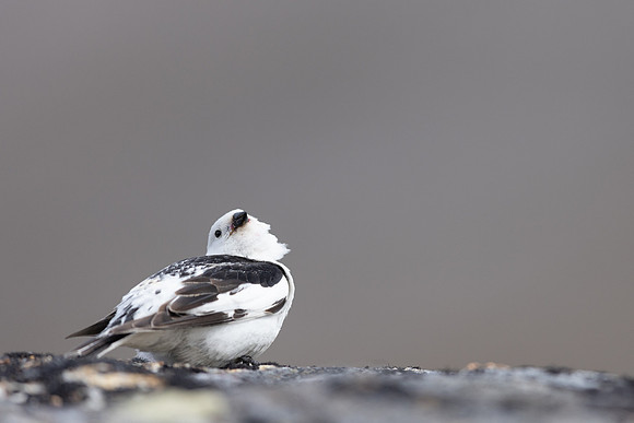 Snow Bunting, Mount Ailikas, Finland, June 2025