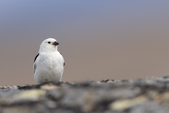 Snow Bunting, Mount Ailikas, Finland, June 2025