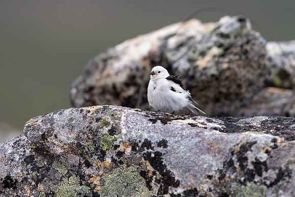 Snow Bunting, Mount Ailikas, Finland, June 2025