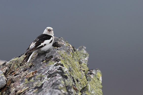 Snow Bunting, Mount Ailikas, Finland, June 2025