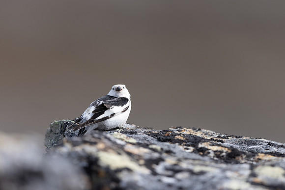 Snow Bunting, Mount Ailikas, Finland, June 2025