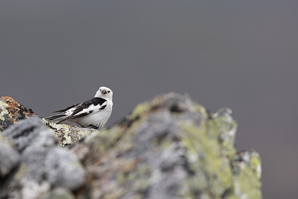 Snow Bunting, Mount Ailikas, Finland, June 2025