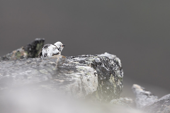 Snow Bunting, Mount Ailikas, Finland, June 2025