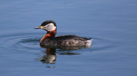 Red-necked Grebe
