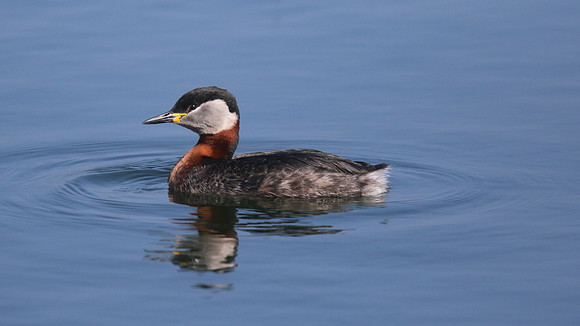 Red-necked Grebe, Farmoor Reservoir, April  2015.