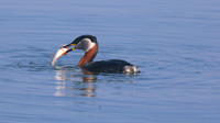 Red-necked Grebe, Farmoor Reservoir, April  2015