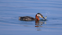 Red-necked Grebe, Farmoor Reservoir, April  2015