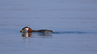 Red-necked Grebe, Farmoor Reservoir, April  2015