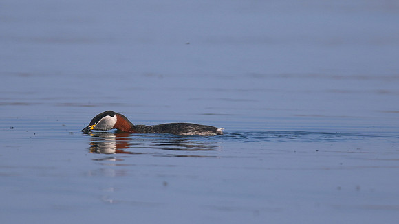 Red-necked Grebe, Farmoor Reservoir, April  2015