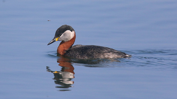 Red-necked Grebe, Farmoor Reservoir, April  2015