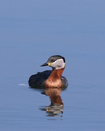Red-necked Grebe, Farmoor Reservoir, April  2015