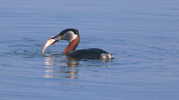 Red-necked Grebe, Farmoor Reservoir, April  2015
