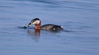 Red-necked Grebe, Farmoor Reservoir, April  2015