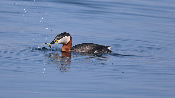 Red-necked Grebe, Farmoor Reservoir, April  2015