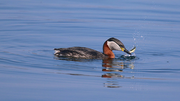 Red-necked Grebe, Farmoor Reservoir, April  2015