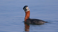 Red-necked Grebe, Farmoor Reservoir, April  2015