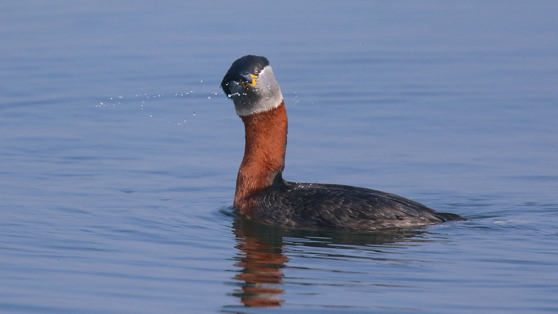 Red-necked Grebe, Farmoor Reservoir, April  2015