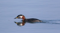 Red-necked Grebe, Farmoor Reservoir, April  2015