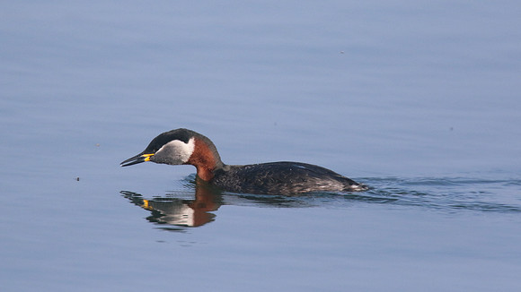 Red-necked Grebe, Farmoor Reservoir, April  2015