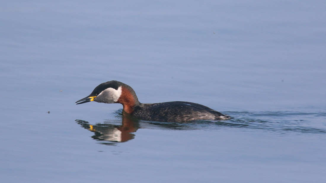 Red-necked Grebe, Farmoor Reservoir, April  2015