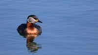 Red-necked Grebe, Farmoor Reservoir, April  2015