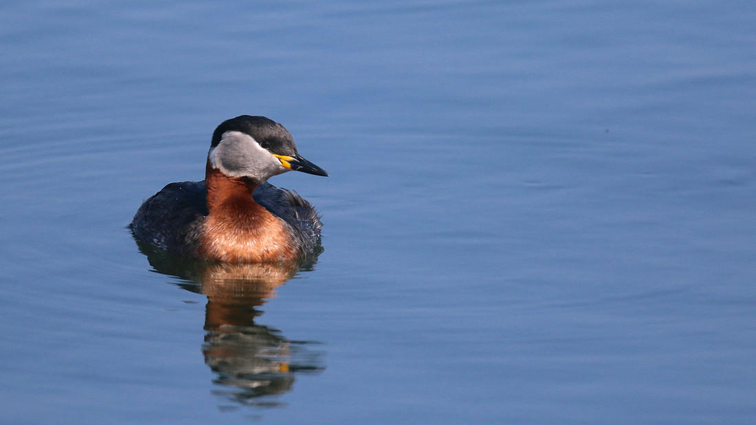 Red-necked Grebe, Farmoor Reservoir, April  2015