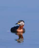 Red-necked Grebe, Farmoor Reservoir, April  2015