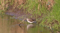 Green Sandpiper