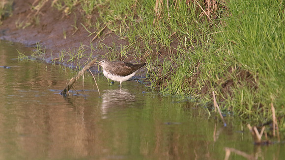 Green Sandpiper, Tockington, March 2015
